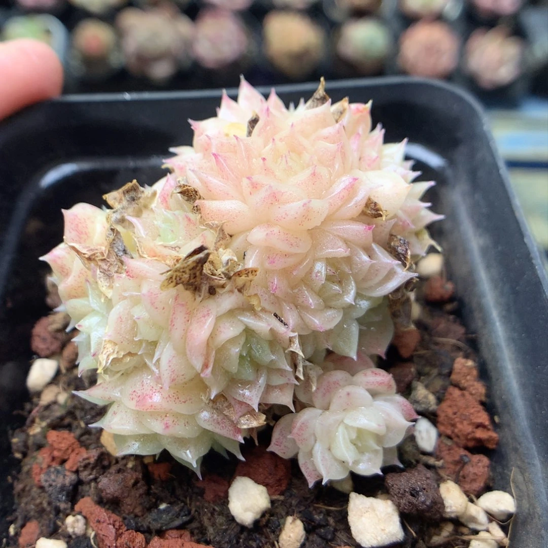 F186 ，柿子多肉20包邮两天凑单