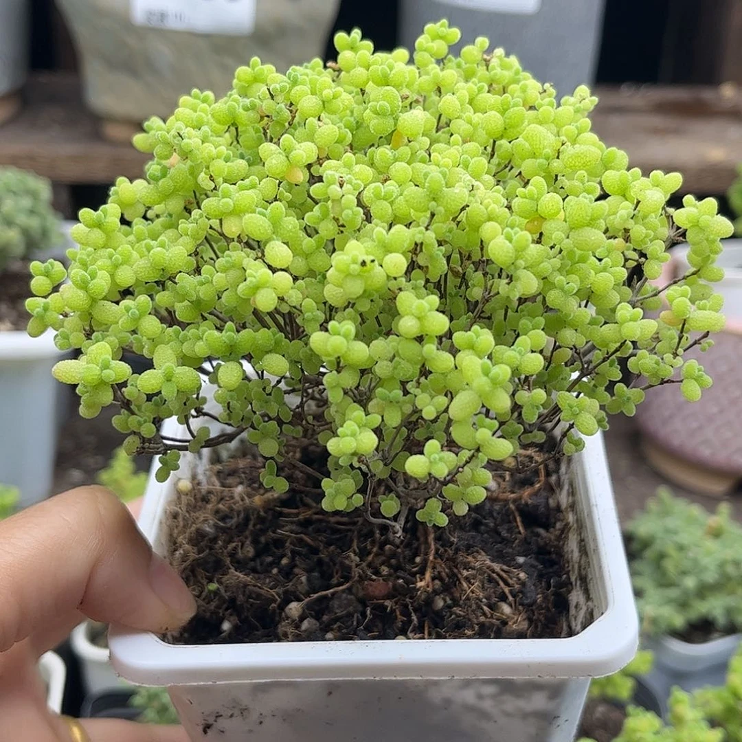10蜜桔糖球优选枝干番杏
