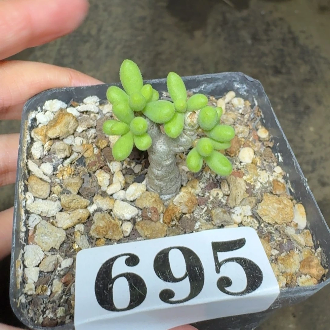 奇峰锦诱惑一物一拍多肉