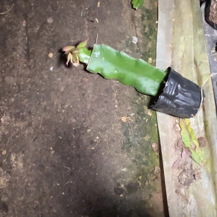 蕾***爹哈珀斯砍加嫁接小苗带盆发货一颗60