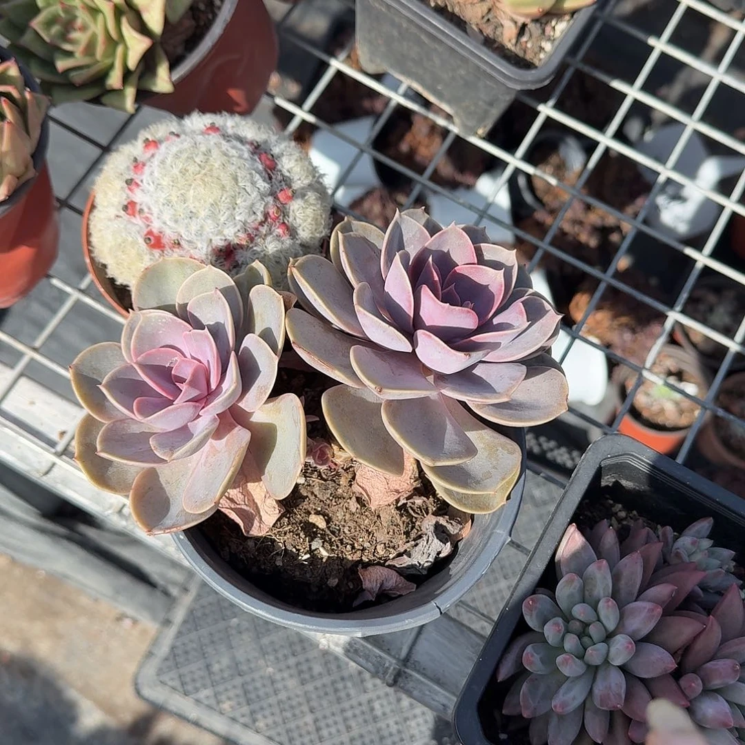 半***光紫珍珠多肉植物精品