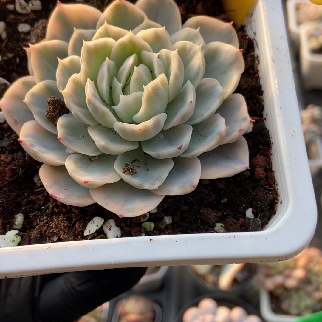 1625墨西哥雪球锦多肉zhiwu