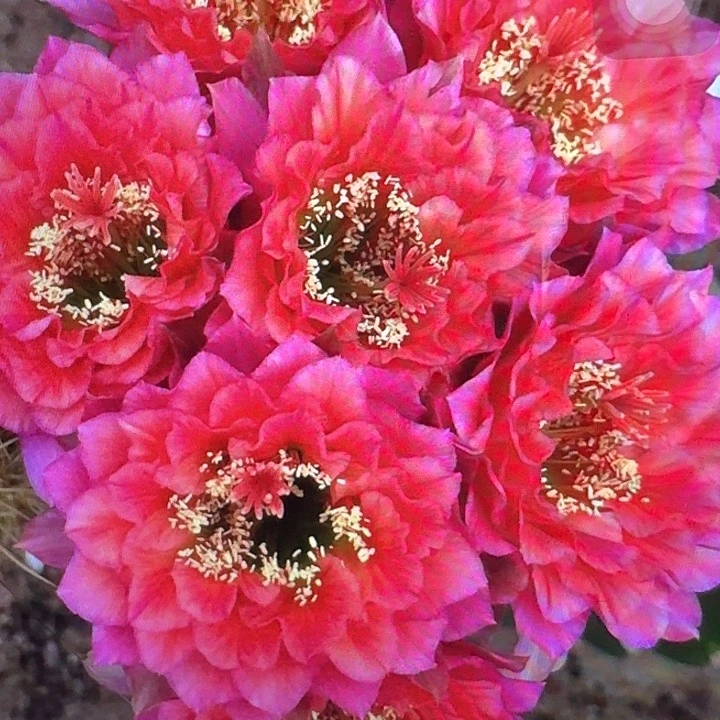 加强立夏侧芽5公分左右毛花柱（20包邮）容易掉刺