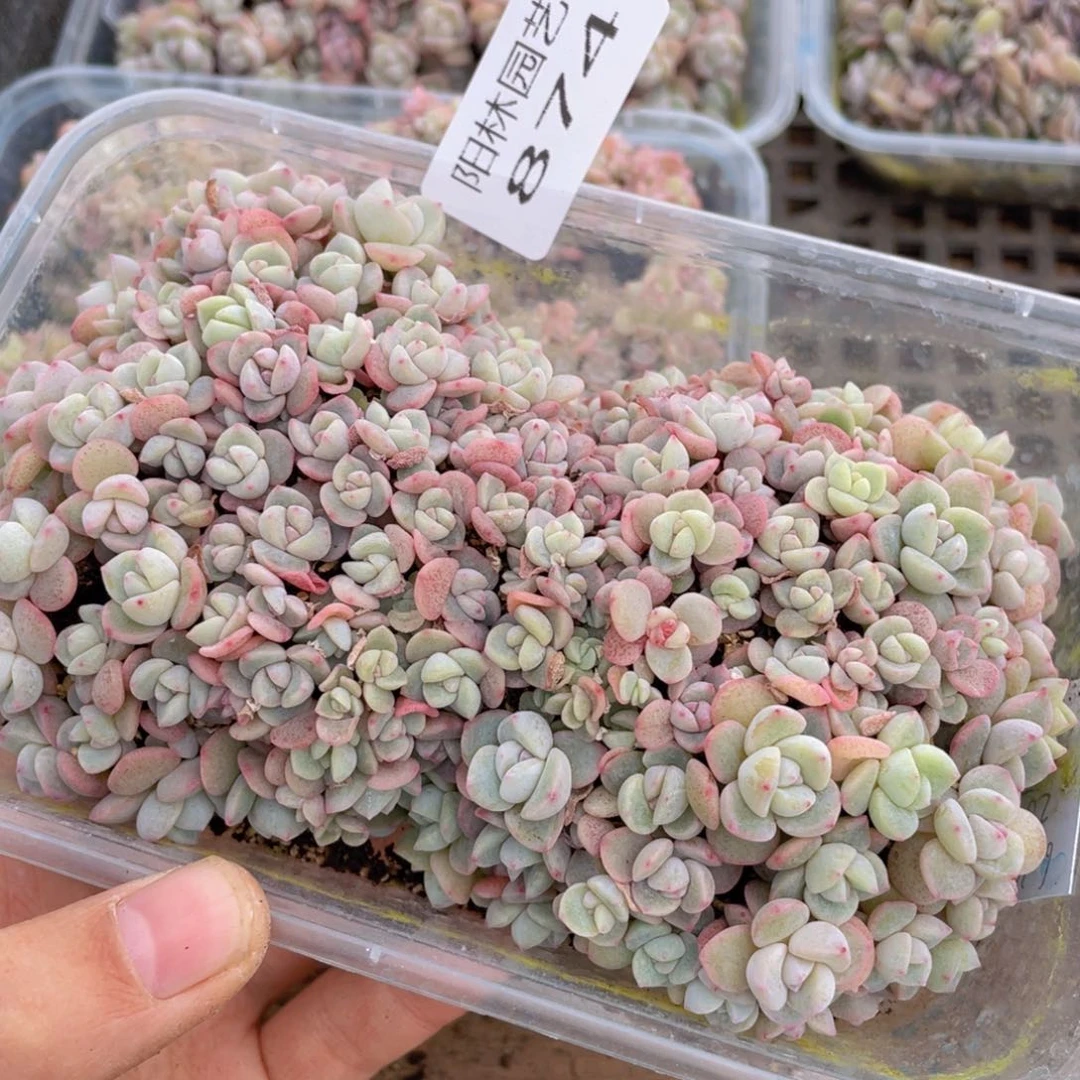 半****芙多肉植物多肉植物874