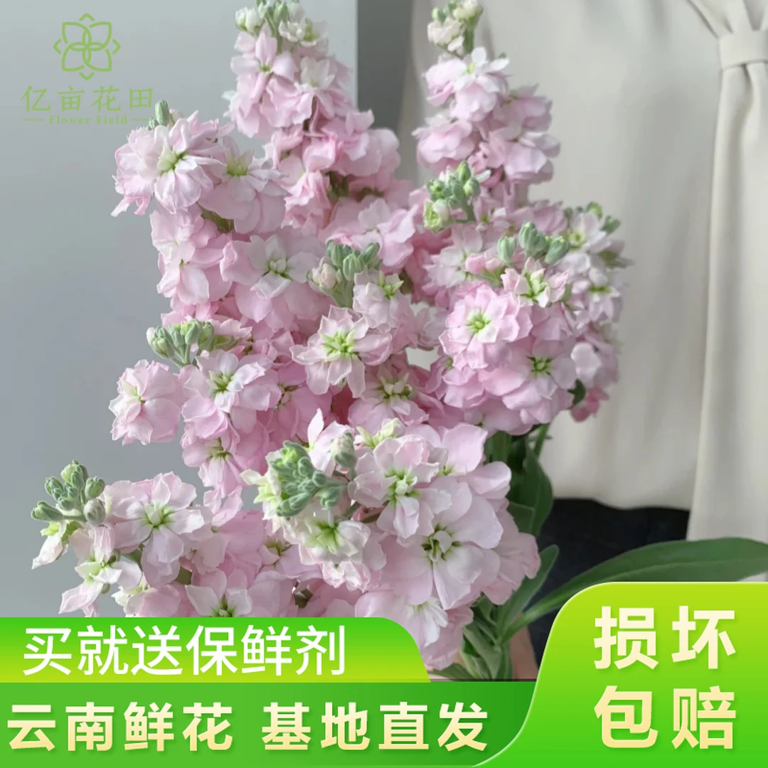 粉色紫罗兰10支【全店任意满2件发顺丰京东】云南鲜花基地直发