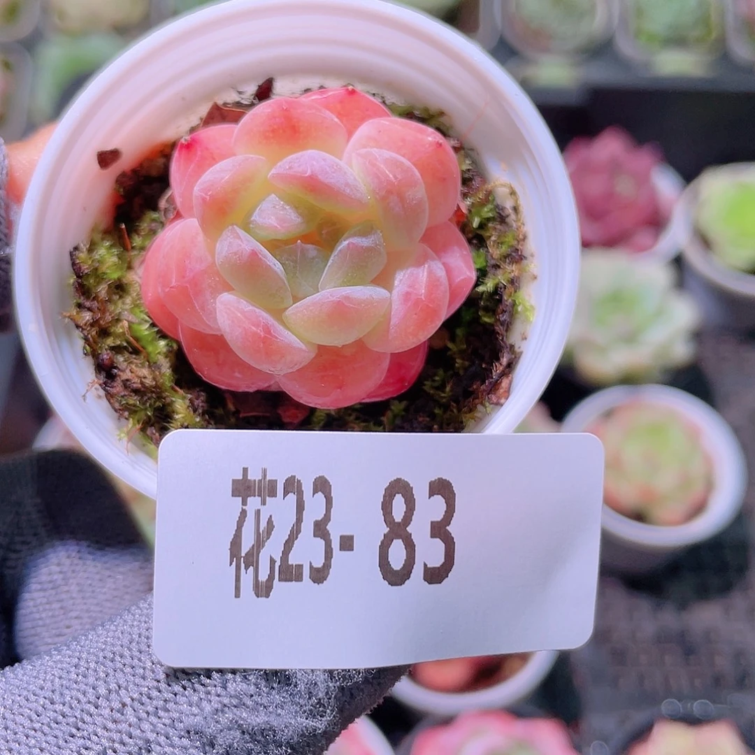花利美23-83新品