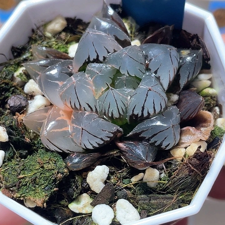 560水晶玉露锦特选福利