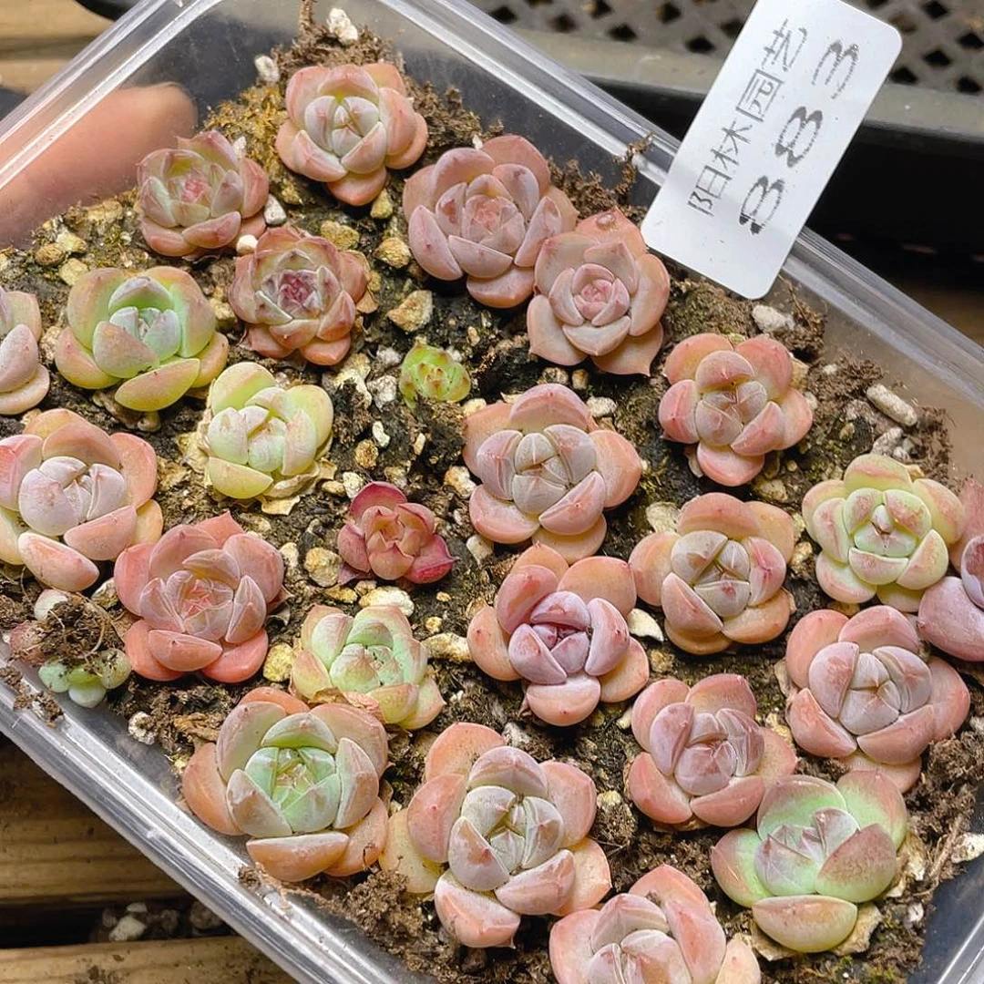 多肉植物多肉植物883