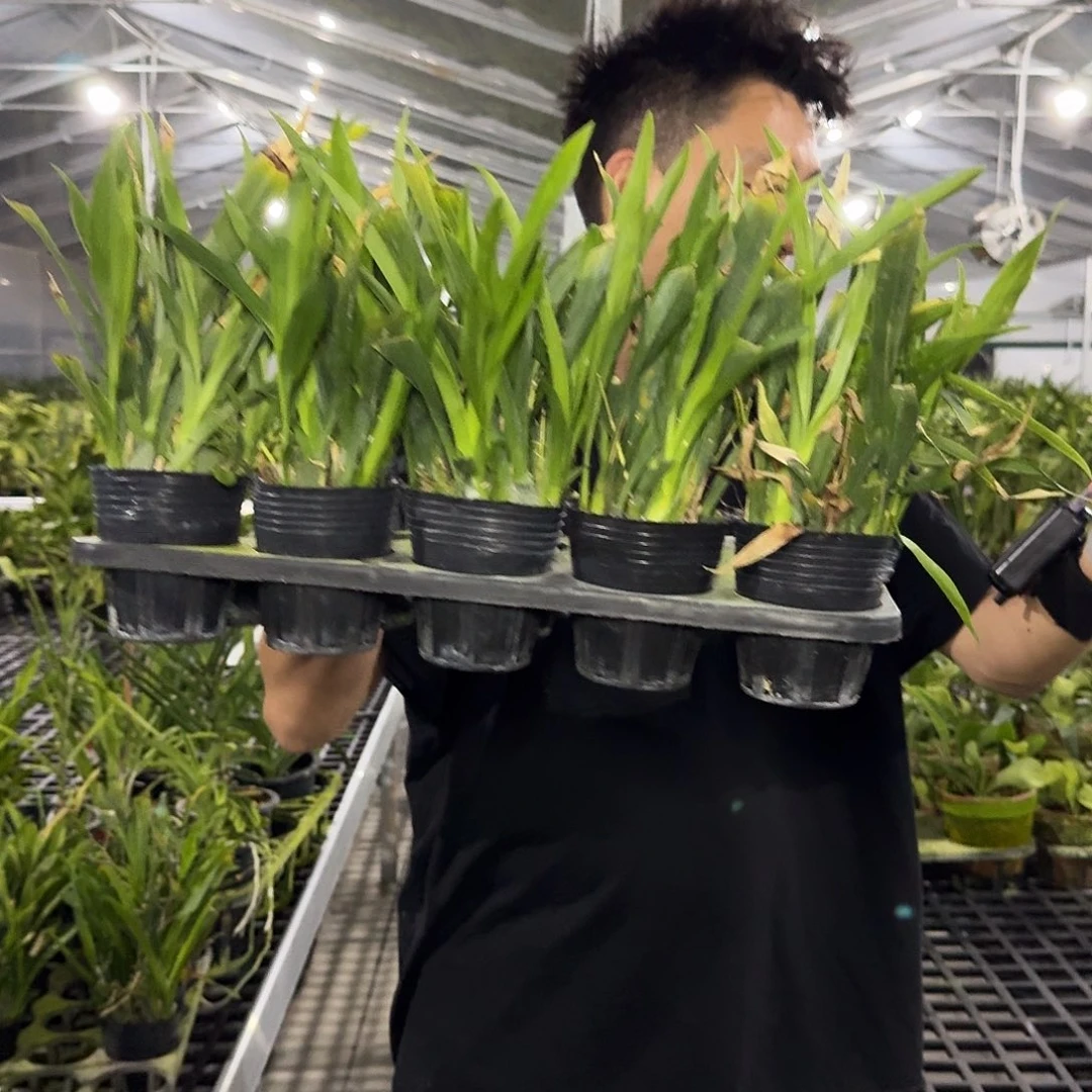 当前无花栽培后可以开花梦香 苗株 瑕疵不售后