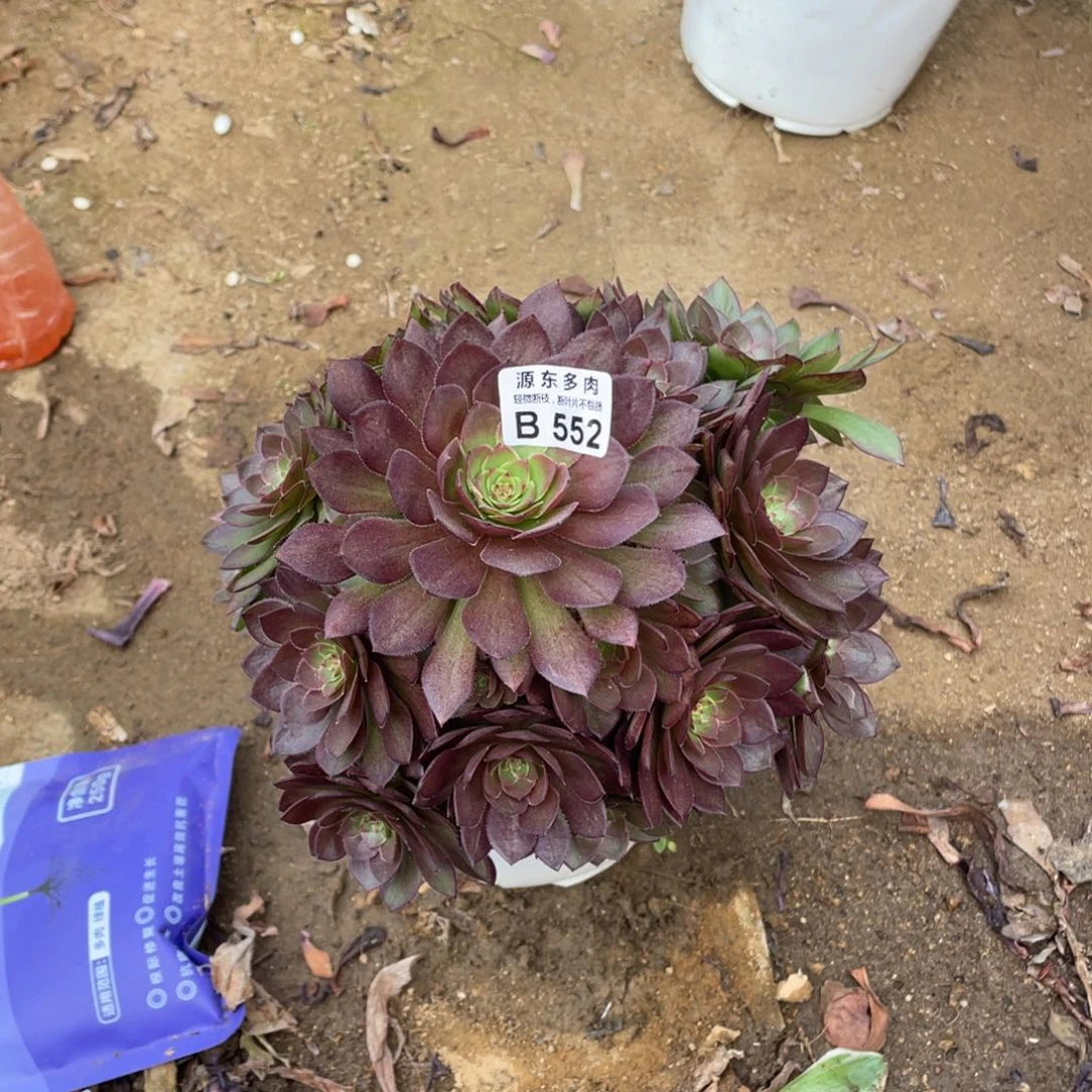 552红魔多肉法师断枝不包