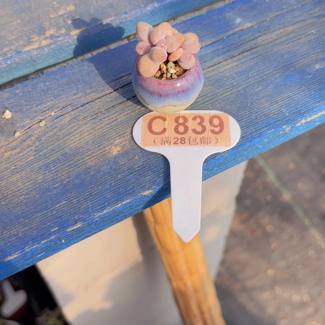 C839大叶彩虹奶一物一拍