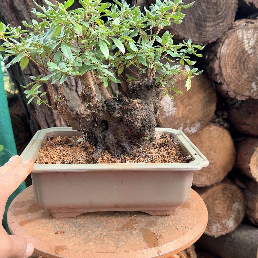 无花朵映山红小老桩