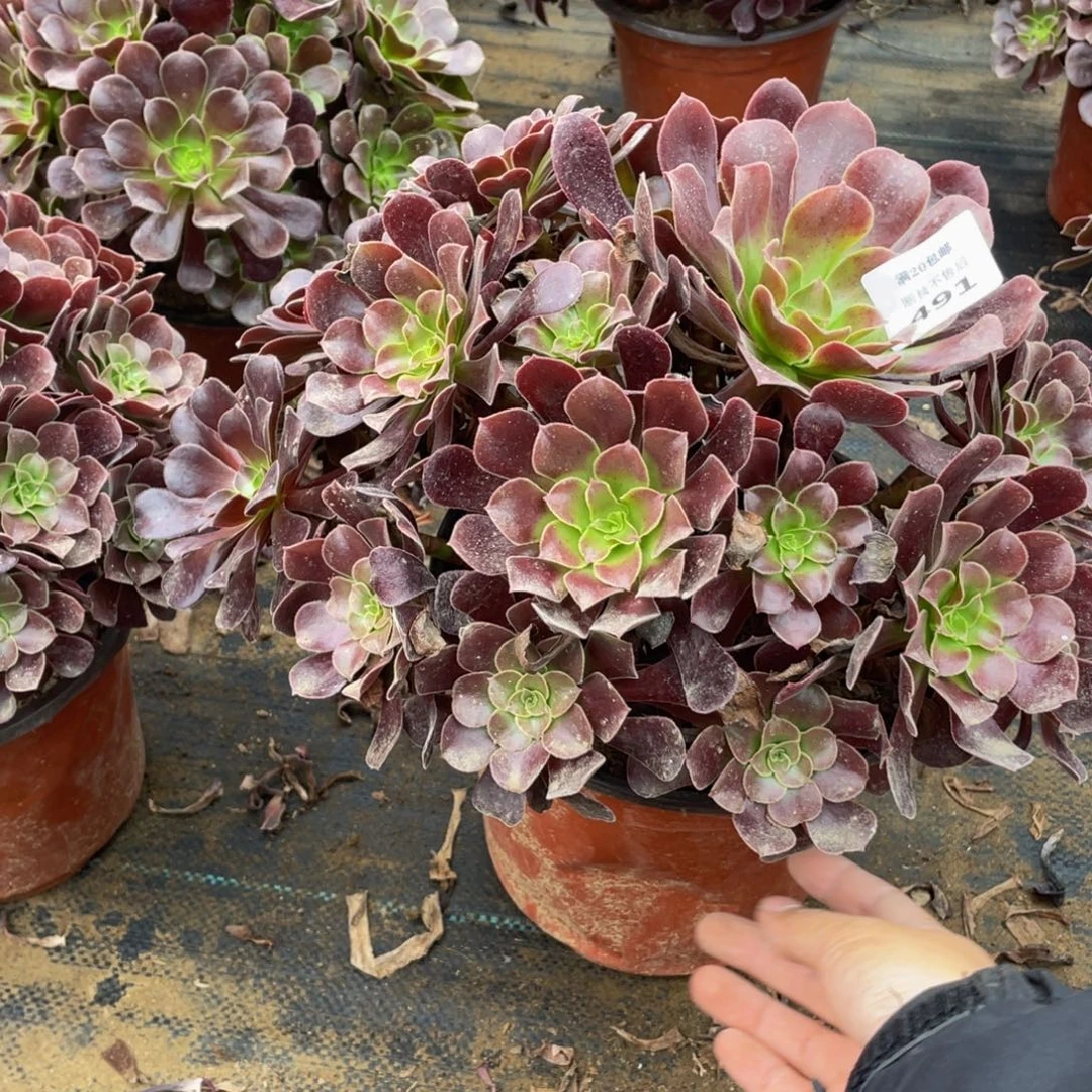 491欧子法师多肉断枝不包