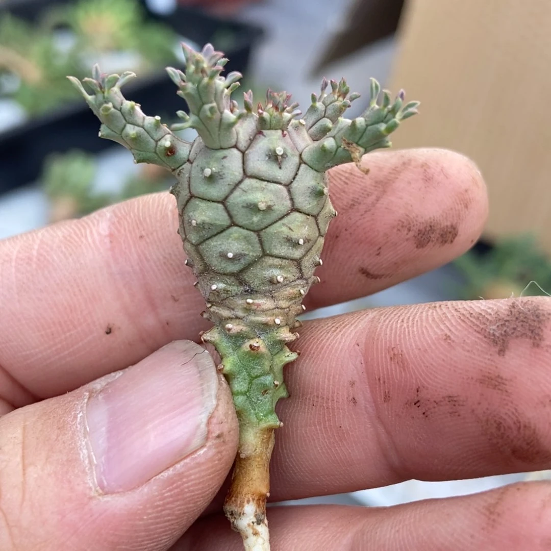 无刺仙人球开花了，