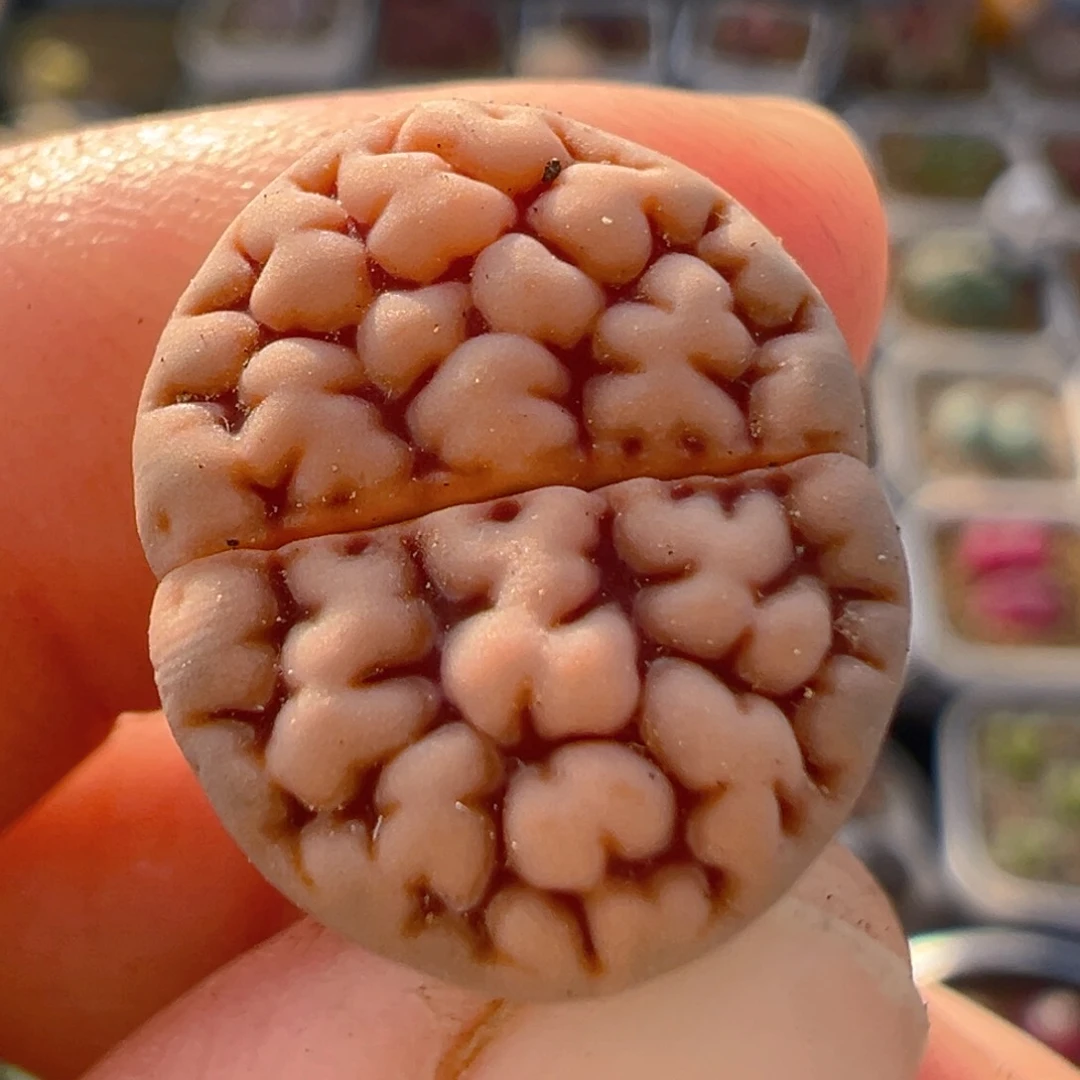 113多肉植物百科知识