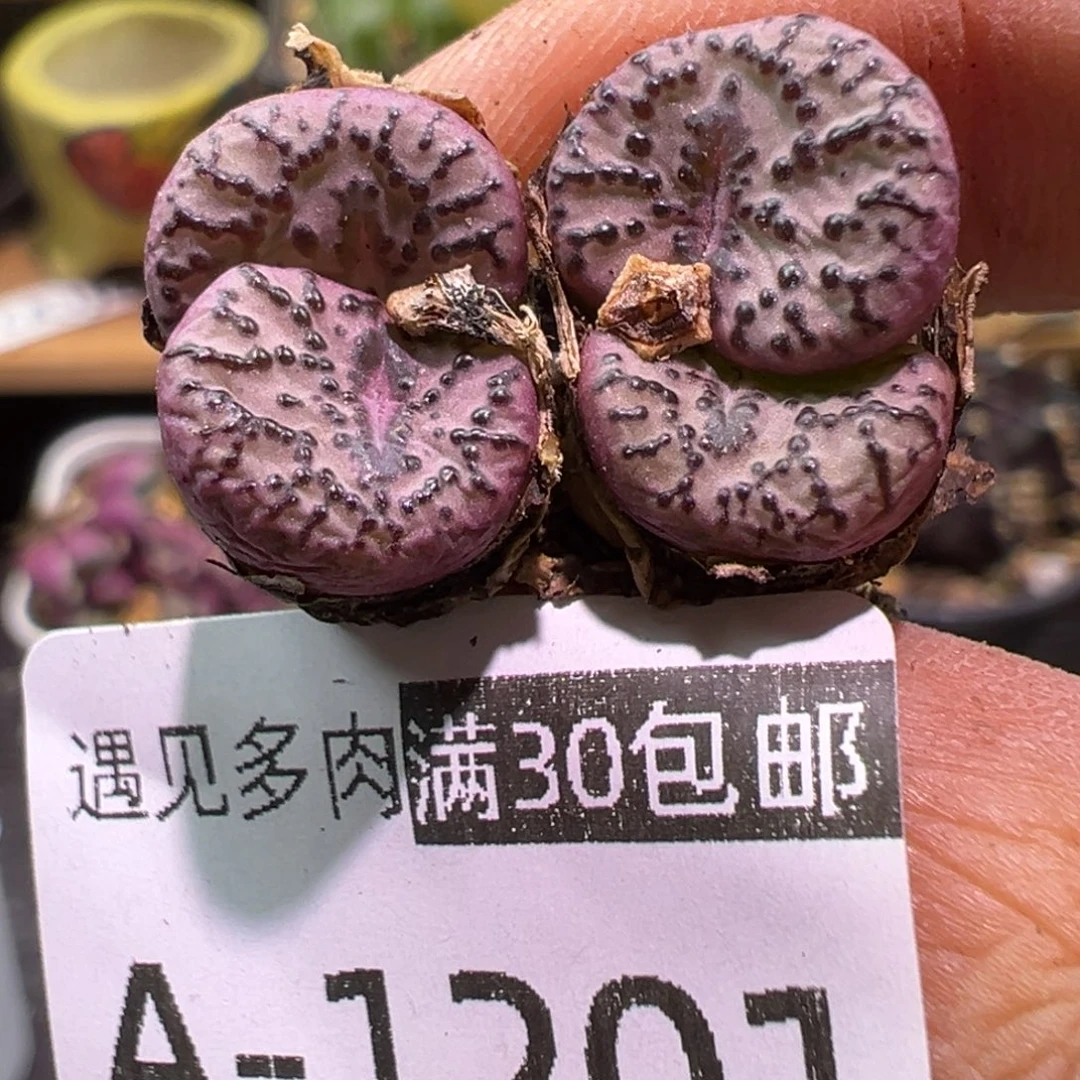 多肉植物1111111111111