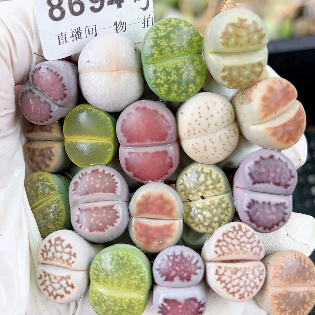 8694 好养易活生石花大母本19个