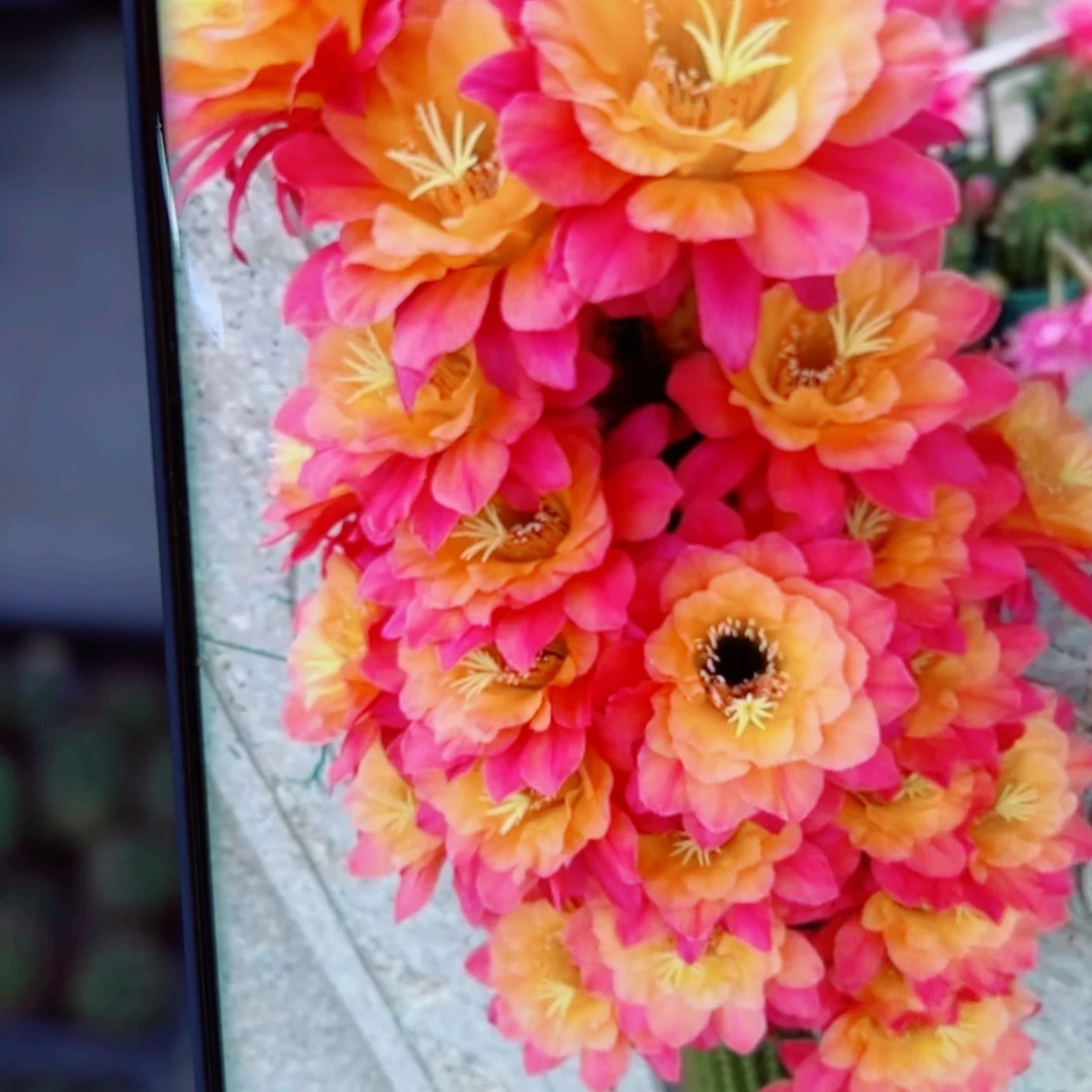 下110金妞时光歪无根侧芽5公分左右20包邮