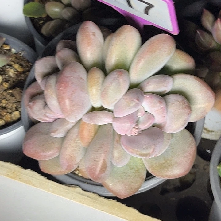 多肉植物胖体x系817