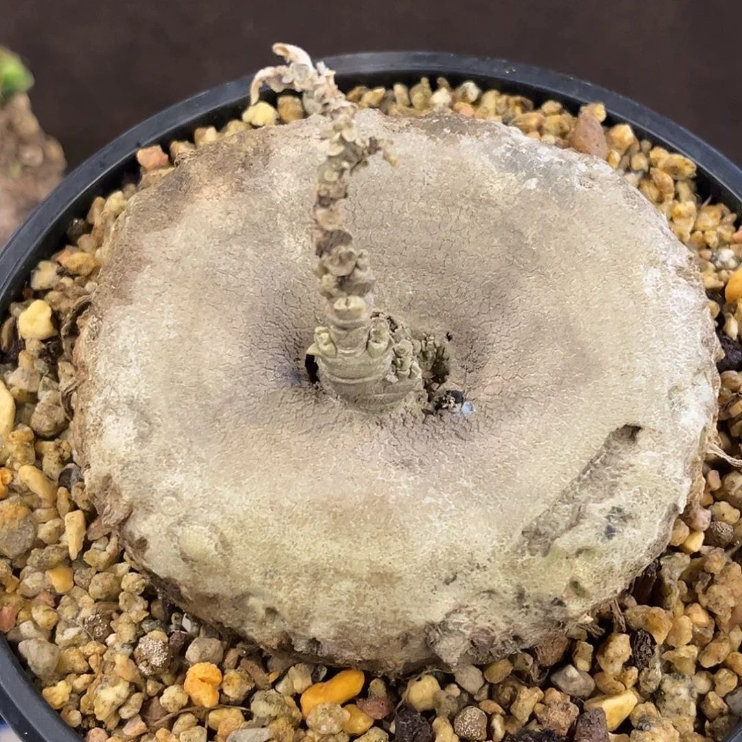 潮流植物 龙卵窟