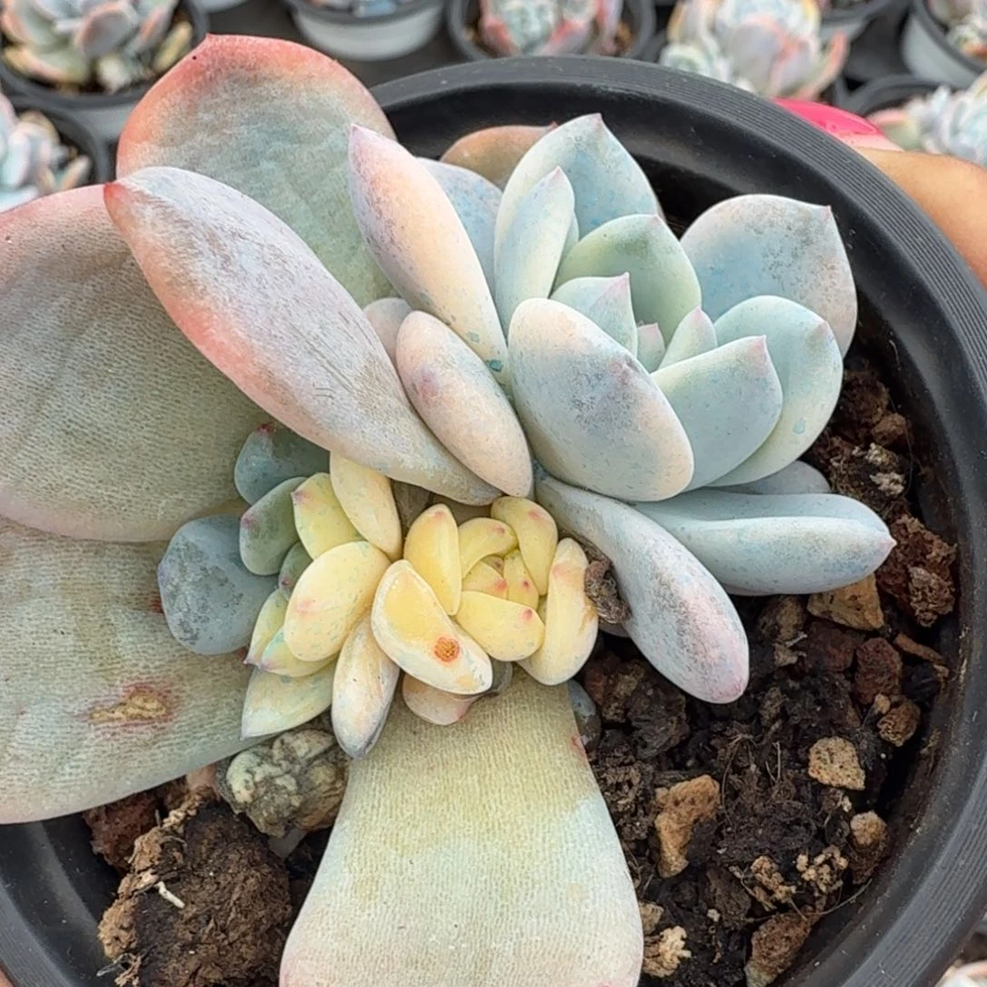 橙梦露锦腹欧你锦底座