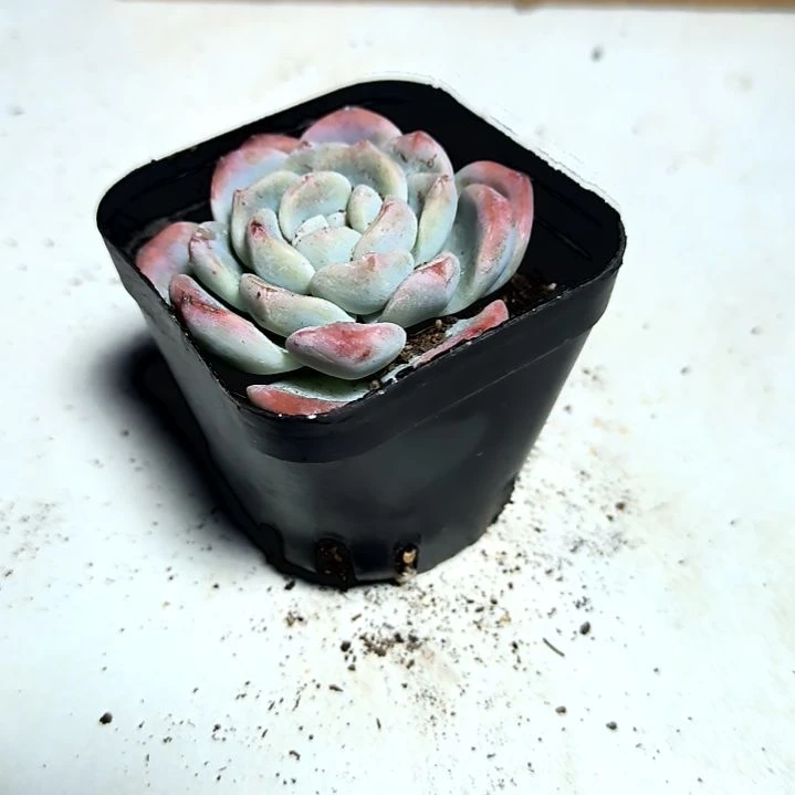 满6元包邮，冰玉方盆俩颗