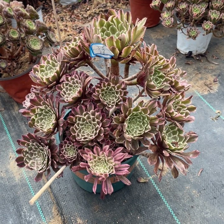 18号老桩水墨画法师