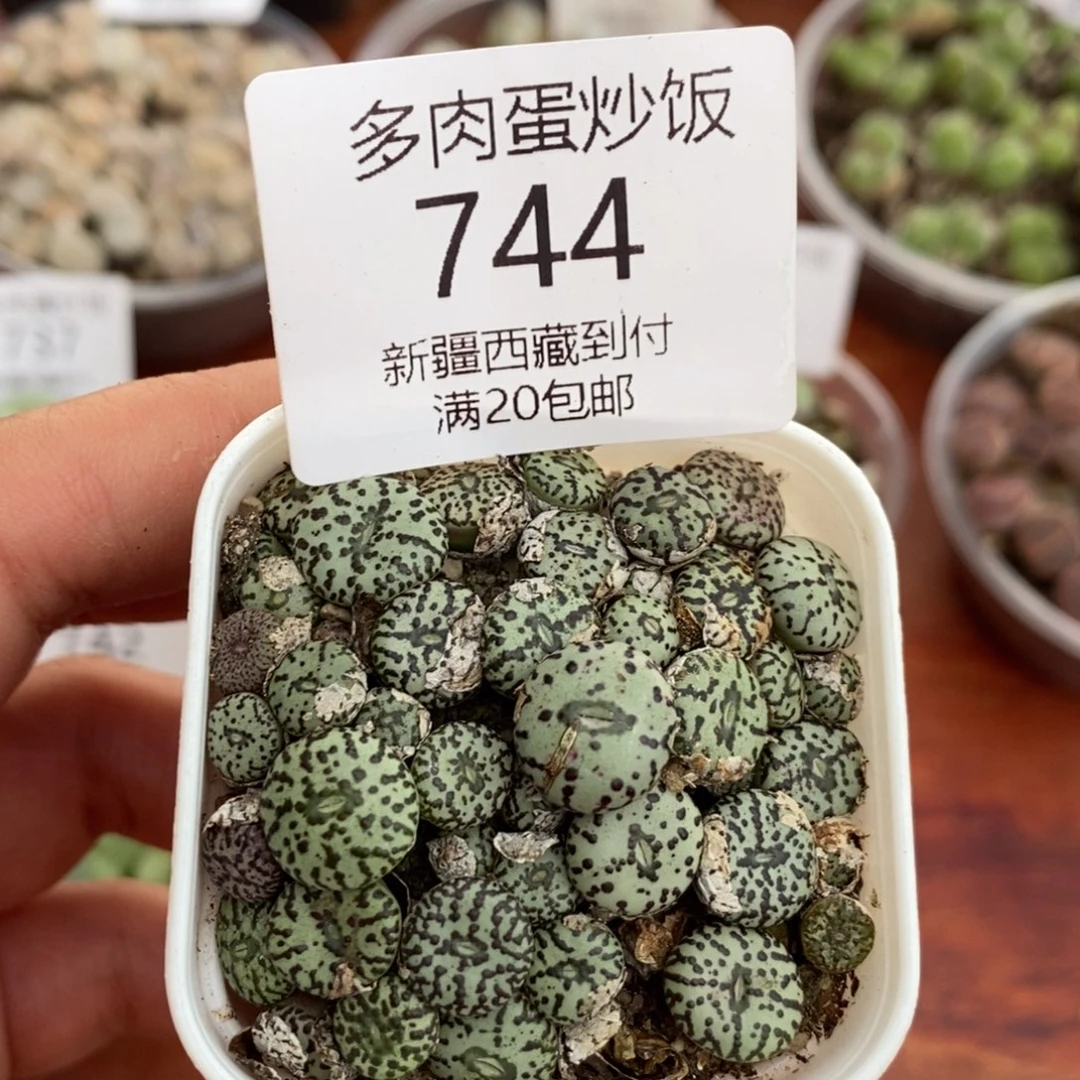 感谢您的支持，00744