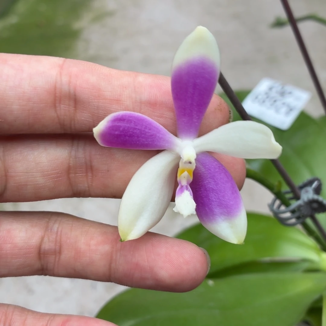 当前无花朵，栽培后可花朵A2689盈收宝贝