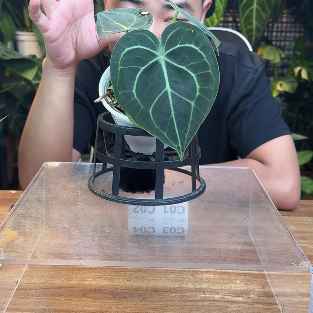 完全开放一物一拍C00 下播福利
