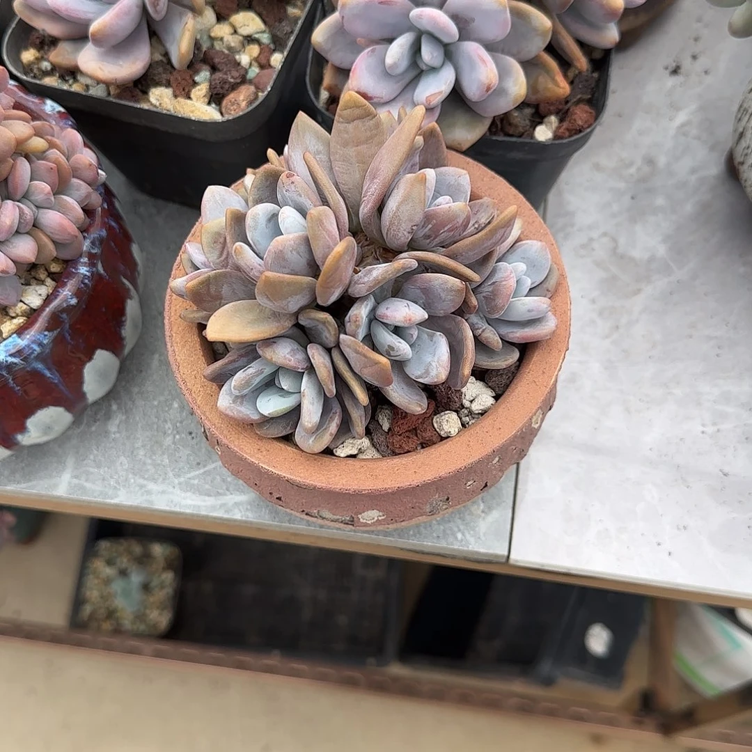 柠*片粉兔一颗无砍无掐