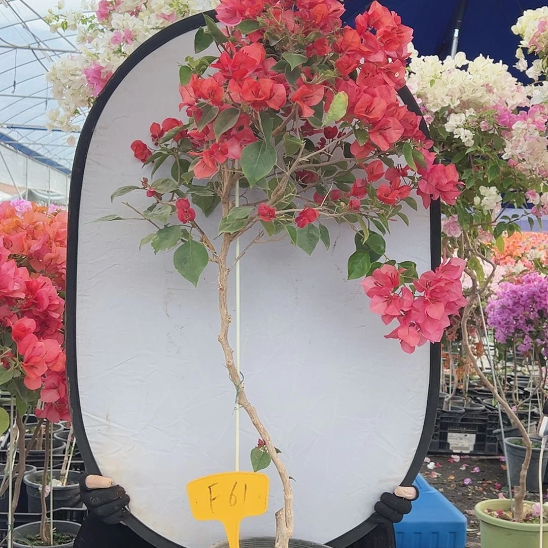 红***亮大部分花苞少量开放F61不甜西瓜