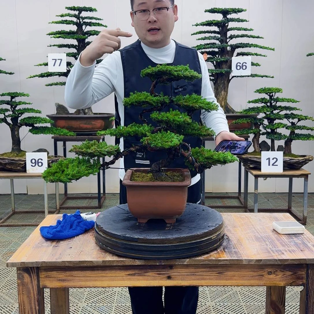盆景柏树造型盆景