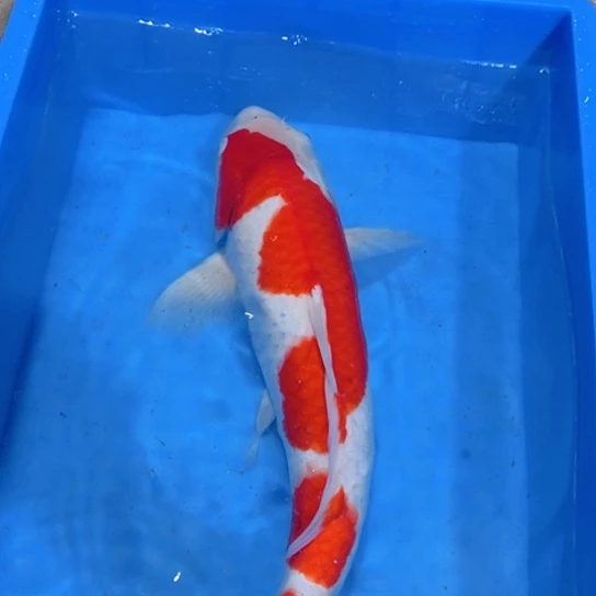 赤木芒果红白淡水鱼