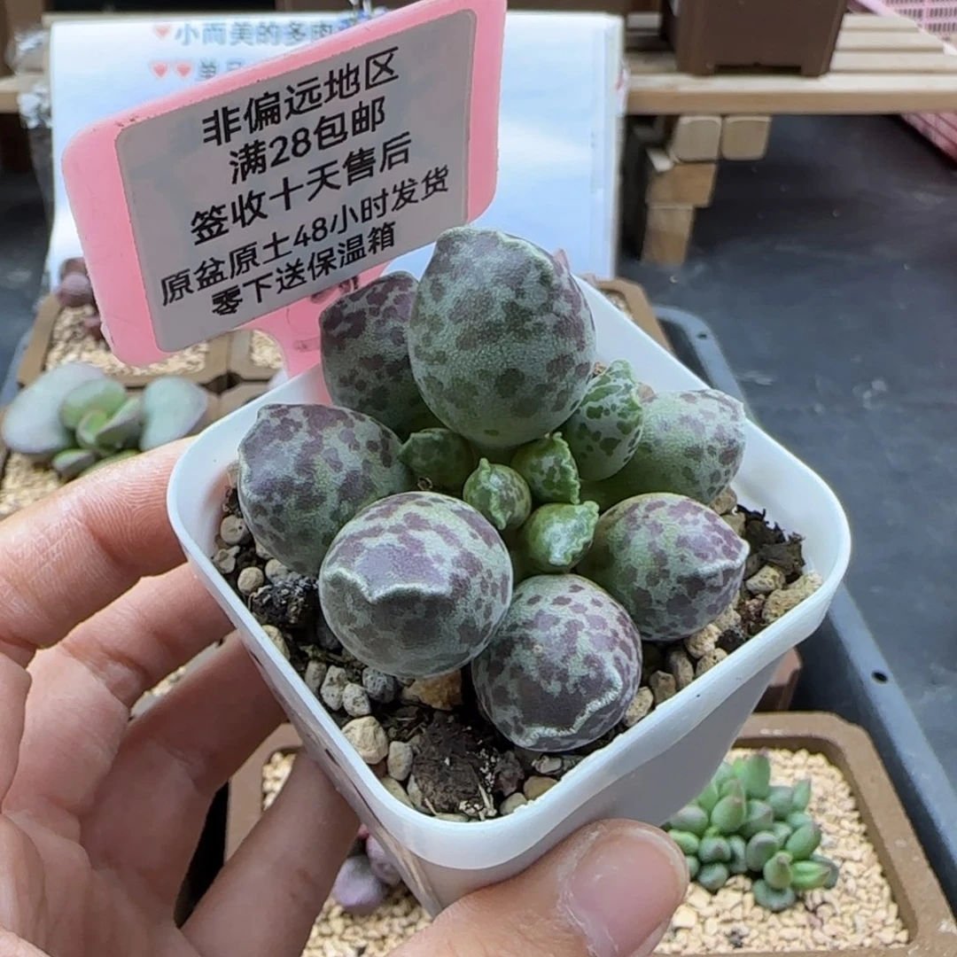 996达摩海豹多肉