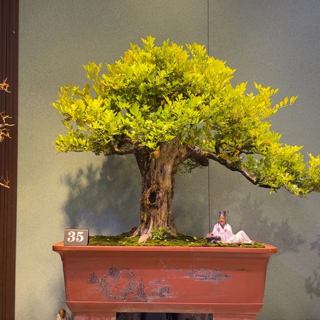 用***平无花朵九里香盆景yiwuyip