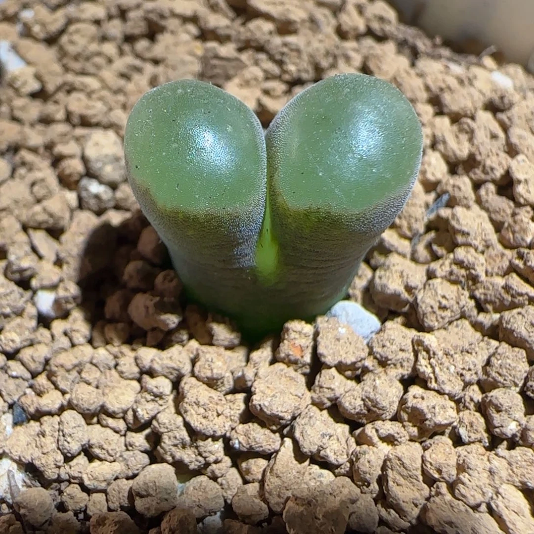 肉锥多肉植物组合-磁铁1306