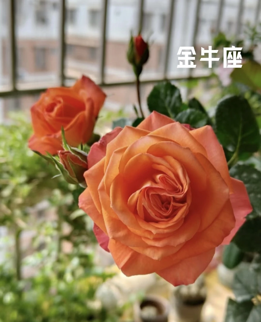 【全疆包邮】浓香金牛座欧月玫瑰室内外好养护室外可过冬