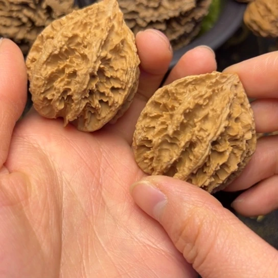 文玩核桃把件秦岭核桃29