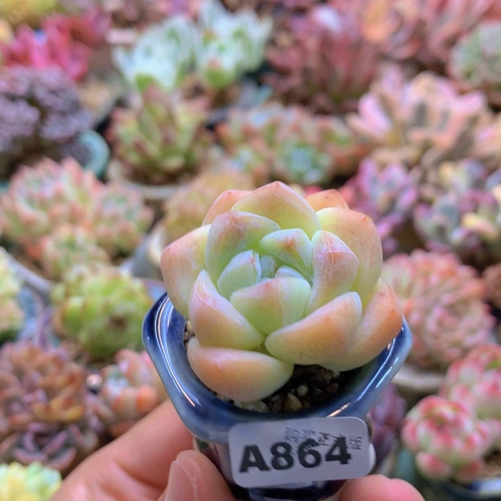 一物一拍含盆土满38包邮A864