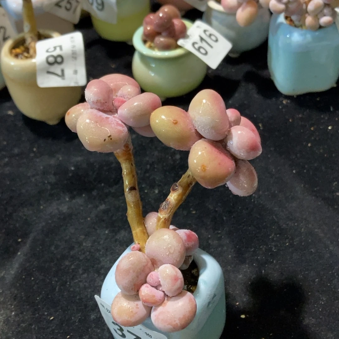 375糖果腰子蛋带盆土