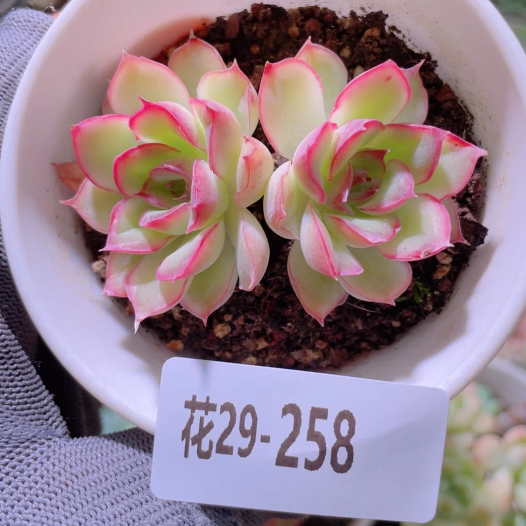 花利美29-258新品