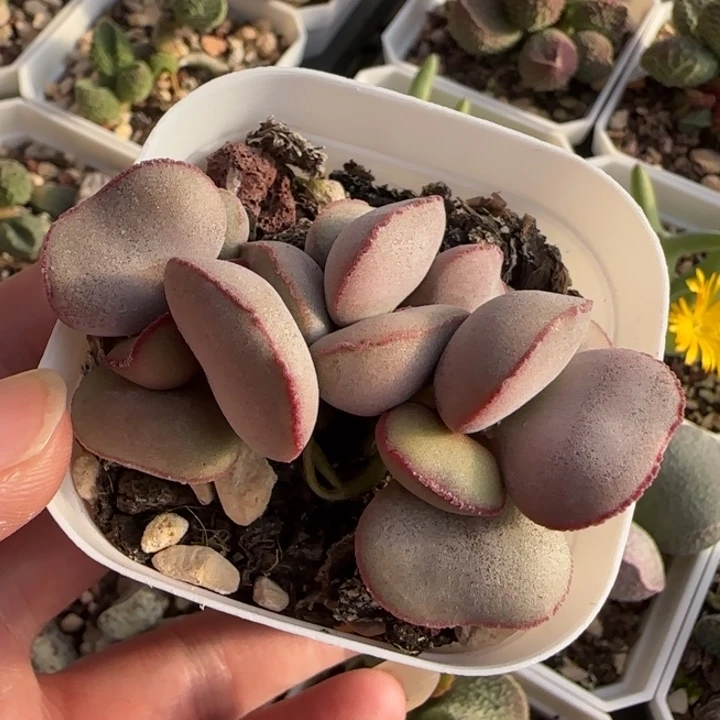 白肌红蛋多肉水泡