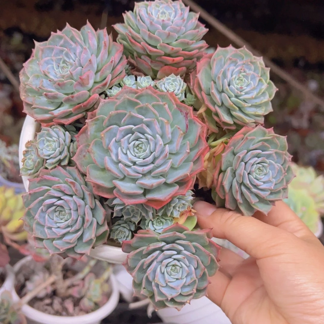 原始海滨格瑞带盆土，轻微掉头不售后