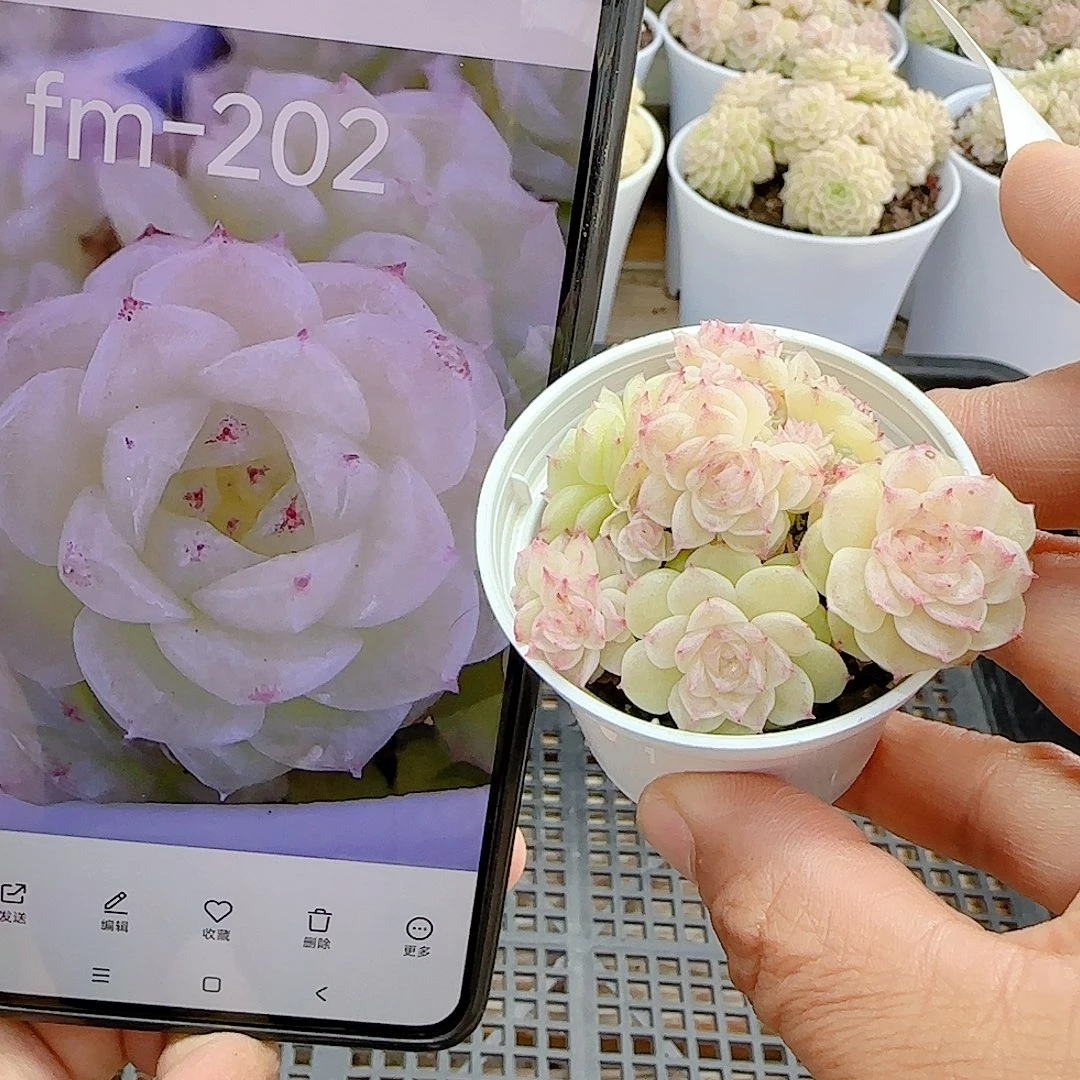 1222-14（fm-202）优选