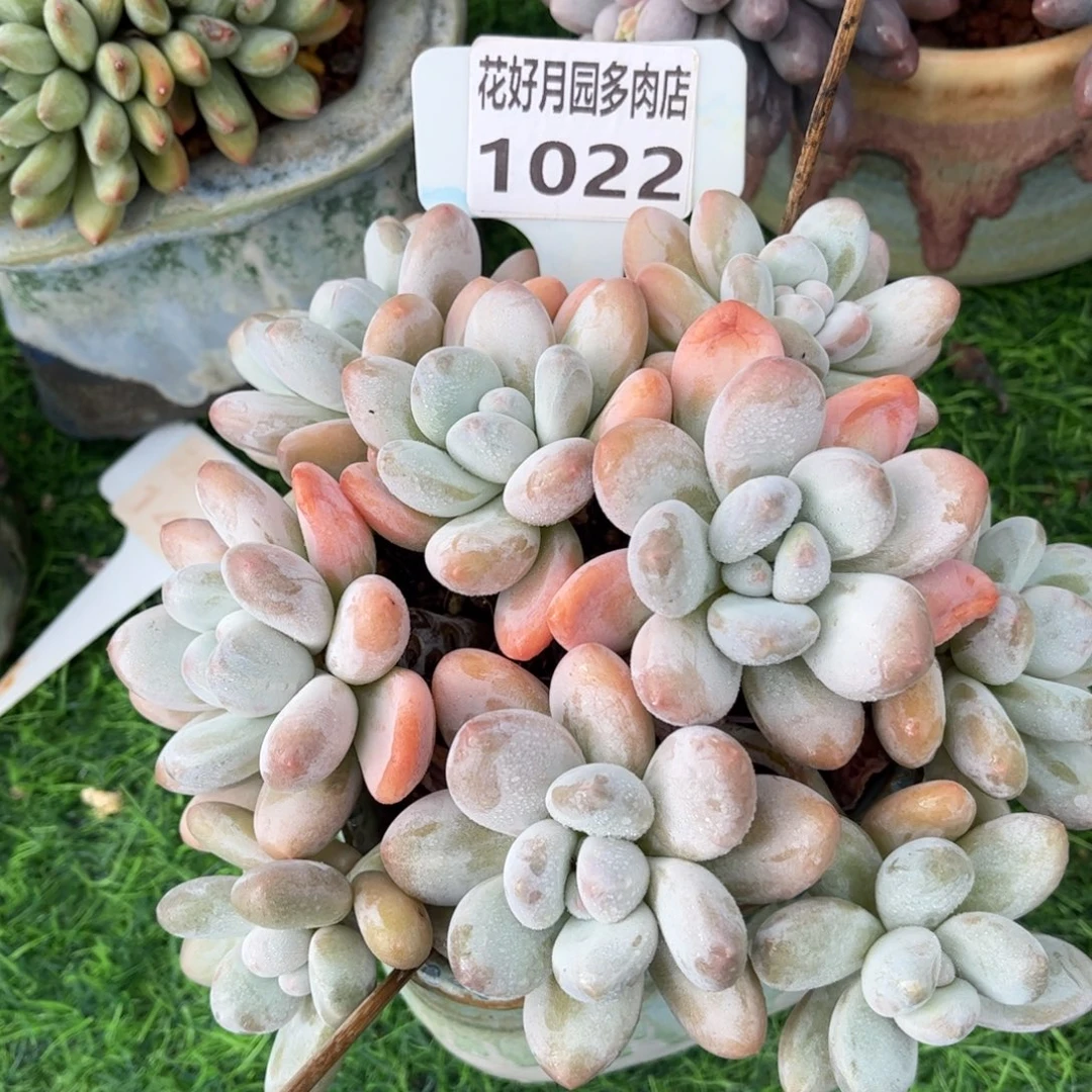 多肉植物1022 满30包邮