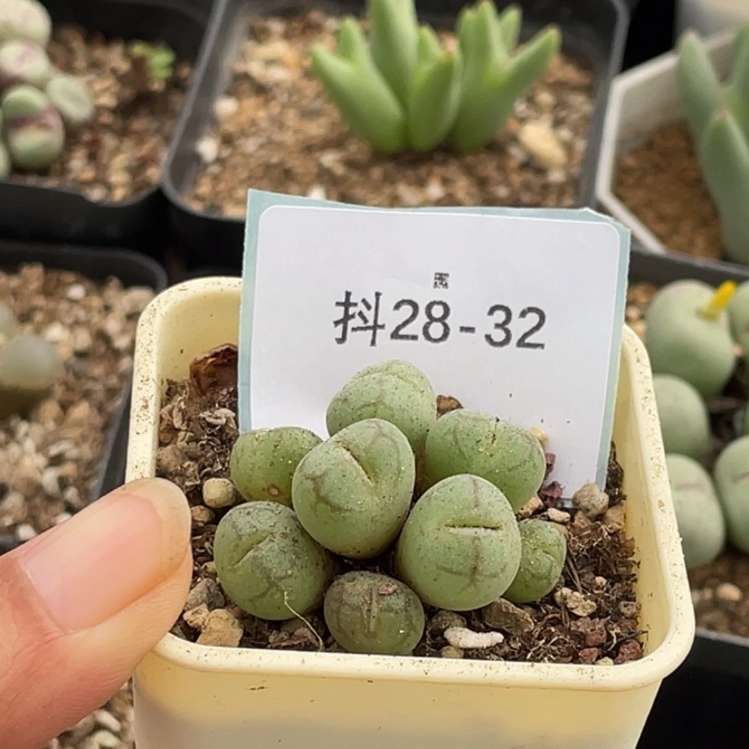 5***928-32肉锥多肉植物