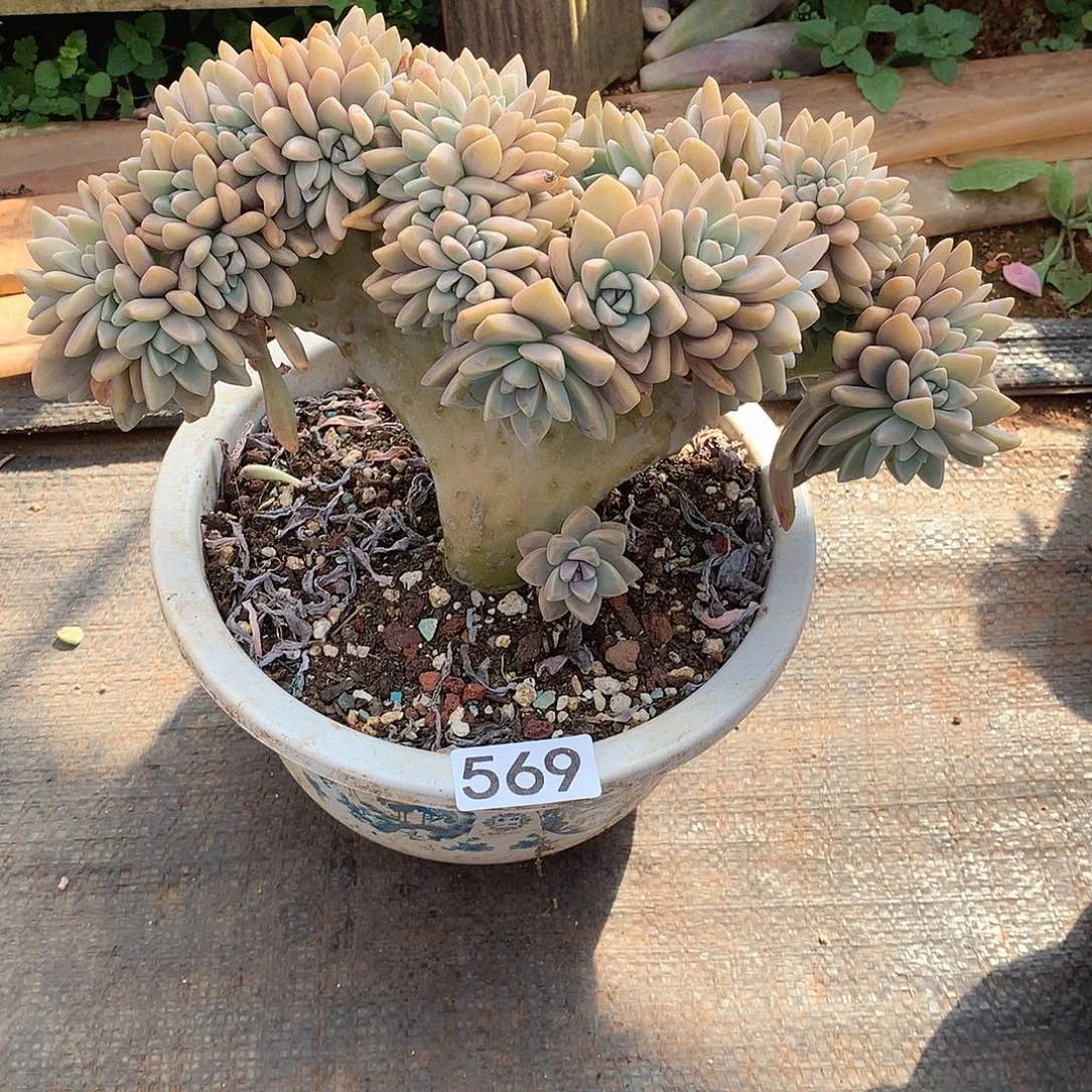 569淡雪缀一物一拍多肉