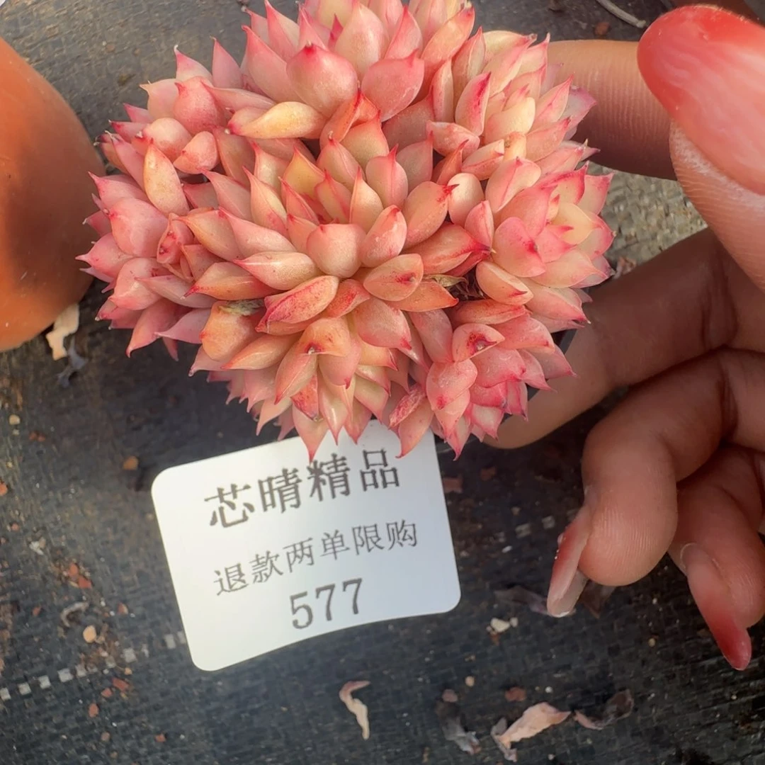 闪购精品多肉577号