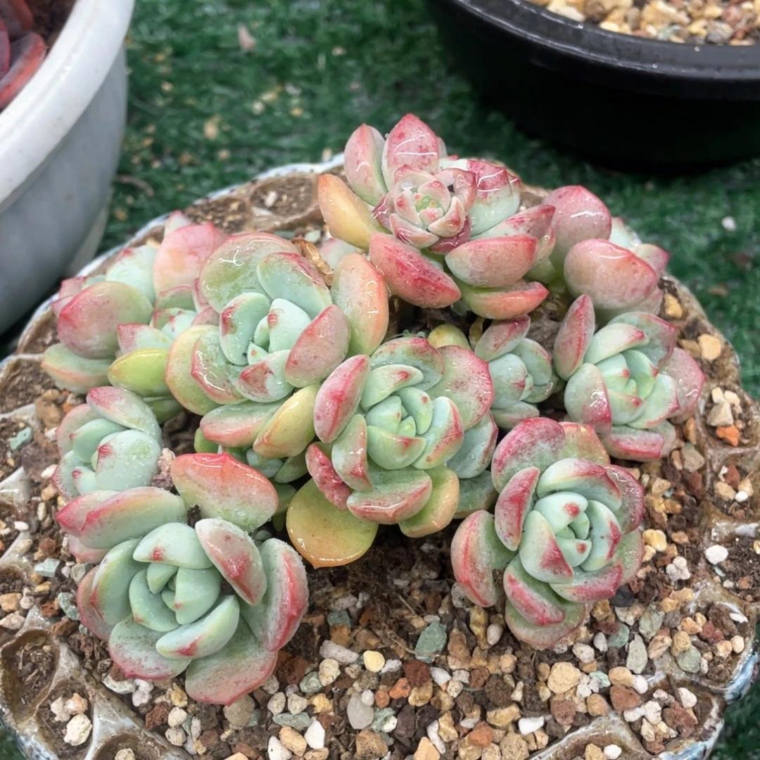 香草一物一拍28包邮非偏远